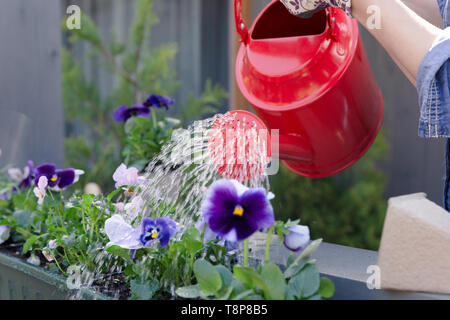 Frau Bewässerung Stiefmütterchen Blumen auf ihre Stadt Balkon Garten. Urban Gardening Konzept Stockfoto