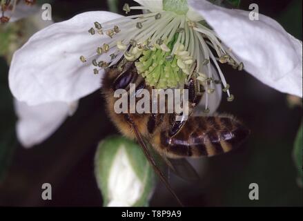 Brombeeren (Rubus kapite Rubus) gehören zur Familie der Rosaceae. Honig Bienen sammeln Nektar und Pollen in den Blumen des Blackberry. Die Beeren sind oft gegessen und Marmelade zu machen. Schmalkalden, Thüringen, Deutschland, Europa Datum: 17.Juli 2011 | Verwendung weltweit Stockfoto