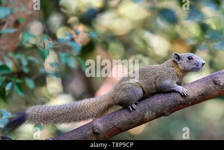 Grau-bellied Eichhörnchen (Callosciurus caniceps) Klettern auf Baum im Regenwald, Kaeng Krachan Nationalpark, Thailand | Verwendung weltweit Stockfoto