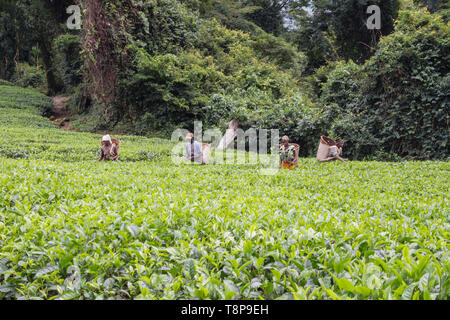 Männliche und weibliche Malawische Teepflückerinnen bei der Arbeit in der Mitte eines Feldes von Tee Malawi Stockfoto