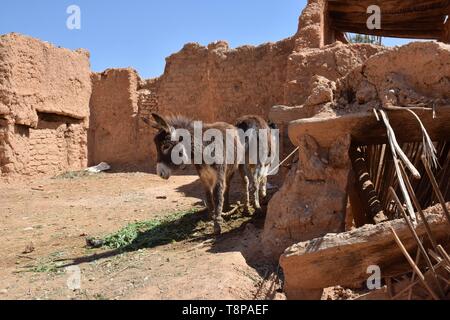 Alten Schlamm Häuser in der "Roten Dorf" am 30.03.2019 in der Oasenstadt El Kantara - Algerien. | Verwendung weltweit Stockfoto