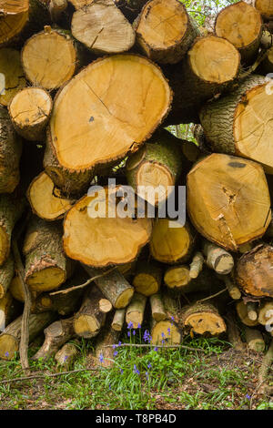 Schnittholz Buche Rundholz mit Glockenblumen in Wäldern in der Nähe von Henley-on-Thames, Oxfordshire Stockfoto