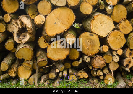 Schnittholz Buche Rundholz mit Glockenblumen in Wäldern in der Nähe von Henley-on-Thames, Oxfordshire Stockfoto