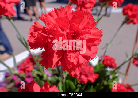 Rote Nelke Blumenstrauß Stockfoto