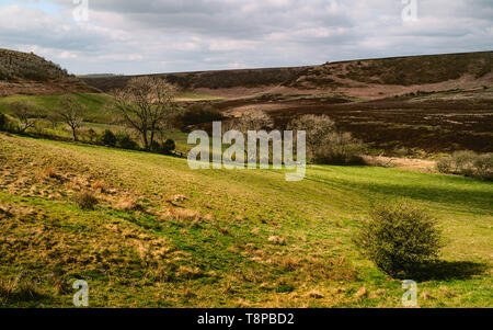 Schöner Spaziergang durch die North York Moors mit Bäumen, Gräser und hügelige Landschaft im Frühjahr in der Bohrung des Horcum, Goathland, Yorkshire, Großbritannien. Stockfoto