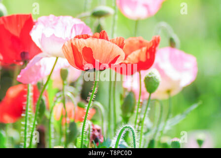 Mohn Blüte Latin Papaver rhoeas mit dem Licht hinter Stockfoto