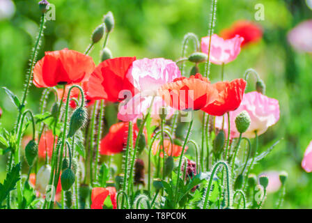 Mohn Blüte Latin Papaver rhoeas mit dem Licht hinter Stockfoto