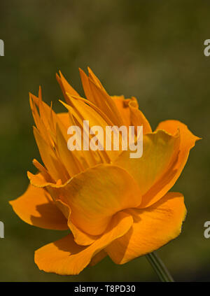 Trollblume Chinensis 'Golden Queen' Stockfoto