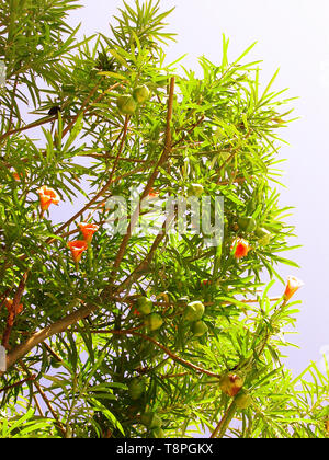 Thevetia rubro, aka T. neriifolia, oder gelben Oleander, die Blume und unreife Früchte Stockfoto