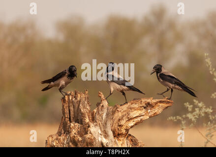 Drei wilde Hooded Crows, Corvus cornix, aka Grau Krähe auf einem Baumstumpf gegen eine natürliche, defokussiertem Hintergrund stehen. In der Donau De fotografiert. Stockfoto
