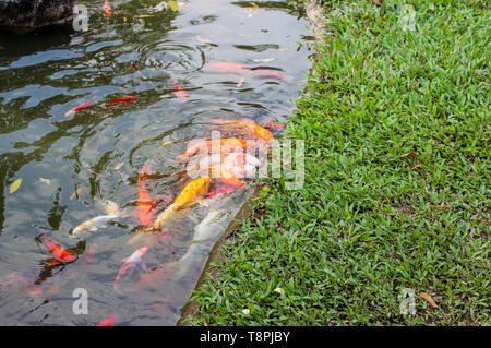 Koi Karpfen Fische schwimmen im Wasser. Goldenen Fisch Schwimmen im Teich. Stockfoto