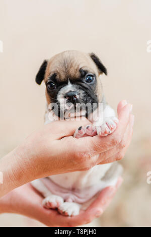 Französische Bulldogge Welpen Porträt über hellen cremefarbenen hellen Hintergrund in den Händen der Gastgeberin Stockfoto