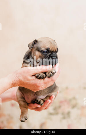 Französische Bulldogge Welpen Porträt über hellen cremefarbenen hellen Hintergrund in den Händen der Gastgeberin Stockfoto