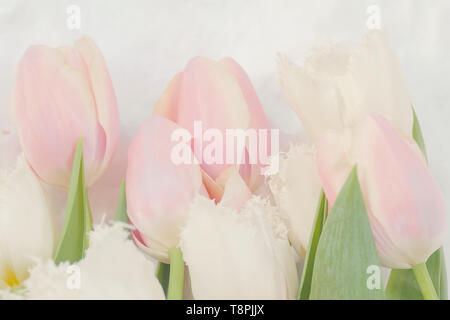 Luftig Blumenstrauß aus zarten rosa und weißen Tulpen für Herzlichen Glückwunsch! Stockfoto