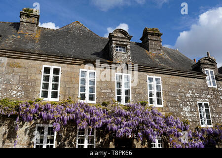 Traditionelles Steinhaus, Creperie mit Glyzinien wächst an Fassaden in erhaltenen mittelalterlichen Dorf von Locronan in der Bretagne, Frankreich Stockfoto