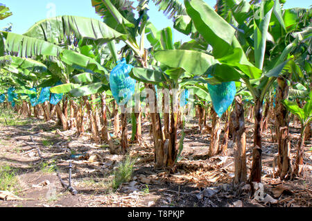 Blaue Plastiktüten schutz Bündel Bananen in Bananenplantage, Guadeloupe, Karibische Inseln, Frankreich Stockfoto