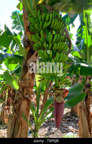 Bündel Bananen schließen in einer Bananenplantage, Guadeloupe, Karibische Inseln, Frankreich Stockfoto