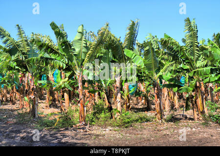 Blaue Plastiktüten schutz Bündel Bananen in Bananenplantage, Guadeloupe, Karibische Inseln, Frankreich Stockfoto