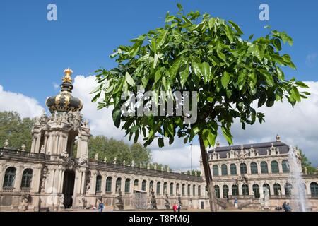 Dresden, Deutschland. 14 Mai, 2019. Eine orange tree steht vor der Krone Tor in der Dresdner Zwinger. Bereits im Jahre 1714 der Zwinger war die Heimat von über 600 Werke von rund 30 Arten. Seit 2017 wird die bitteren Orangen müssen zurück in die barocke Gartenanlage. Credit: Sebastian Kahnert/dpa-Zentralbild/dpa/Alamy leben Nachrichten Stockfoto