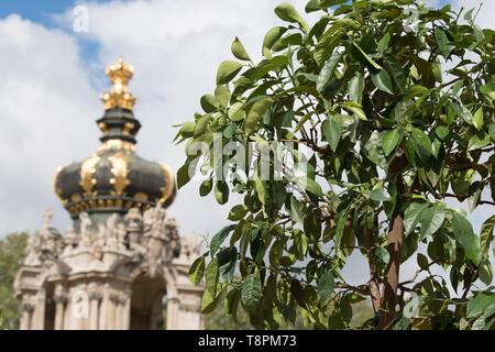 Dresden, Deutschland. 14 Mai, 2019. Eine orange tree steht vor der Krone Tor in der Dresdner Zwinger. Bereits im Jahre 1714 der Zwinger war die Heimat von über 600 Werke von rund 30 Arten. Seit 2017 wird die bitteren Orangen müssen zurück in die barocke Gartenanlage. Credit: Sebastian Kahnert/dpa-Zentralbild/dpa/Alamy leben Nachrichten Stockfoto