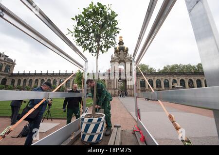 Dresden, Deutschland. 14 Mai, 2019. Gärtner der Staatlichen Schlösser, Burgen und Gärten Sachsen Anheben eines Orange Tree von der Ladefläche eines Transporters in der Dresdener Zwinger vor der Krone Tor. Bereits im Jahre 1714 der Zwinger war die Heimat von über 600 Werke von rund 30 Arten. Seit 2017 wird die bitteren Orangen müssen zurück in die barocke Gartenanlage. Credit: Sebastian Kahnert/dpa-Zentralbild/dpa/Alamy leben Nachrichten Stockfoto