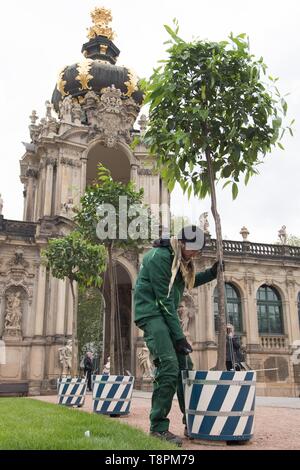 Dresden, Deutschland. 14 Mai, 2019. Orangeur Karsten Otto Positionen einem Orangenbaum im Dresdener Zwinger vor dem Kronentor. Bereits im Jahre 1714 der Zwinger war die Heimat von über 600 Werke von rund 30 Arten. Seit 2017 wird die bitteren Orangen müssen zurück in die barocke Gartenanlage. Credit: Sebastian Kahnert/dpa-Zentralbild/dpa/Alamy leben Nachrichten Stockfoto