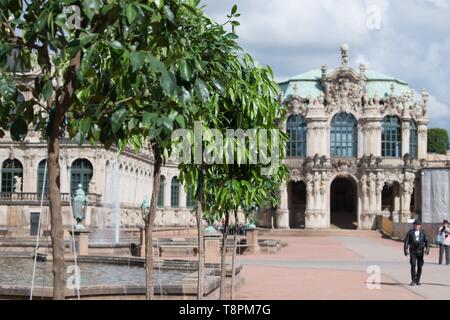 Dresden, Deutschland. 14 Mai, 2019. Orange Bäume stehen im Dresdener Zwinger vor der Wallpavillon. Bereits im Jahre 1714 der Zwinger war die Heimat von über 600 Werke von rund 30 Arten. Seit 2017 wird die bitteren Orangen müssen zurück in die barocke Gartenanlage. Credit: Sebastian Kahnert/dpa-Zentralbild/dpa/Alamy leben Nachrichten Stockfoto