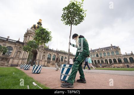 Dresden, Deutschland. 14 Mai, 2019. Orangeur Karsten Otto Positionen einem Orangenbaum im Dresdener Zwinger vor dem Kronentor. Bereits im Jahre 1714 der Zwinger war die Heimat von über 600 Werke von rund 30 Arten. Seit 2017 wird die bitteren Orangen müssen zurück in die barocke Gartenanlage. Credit: Sebastian Kahnert/dpa-Zentralbild/dpa/Alamy leben Nachrichten Stockfoto