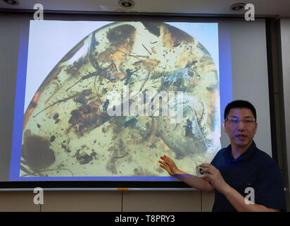 (190514) - Nanjing, 14. Mai 2019 (Xinhua) - Wang Bo, ein Forscher mit dem Nanjing Institut für Geologie und Paläontologie der Chinesischen Akademie der Wissenschaften (NIGPAS), zeigt ein Bild von der ersten bekannten gelben Ummantelung einer alten Meer Tier namens Ammonit während einer Pressekonferenz in Nanjing, in East China Jiangsu Provinz, 14. Mai 2019. Eine internationale Gruppe von chinesischen Wissenschaftlern identifiziert die erste bekannte Gelbe Ummantelung einer alten Meer Tier ammoniter vor etwa 100 Millionen Jahren genannt. Die Studie am Montag in den Proceedings der Nationalen Akademie der Wissenschaften descr veröffentlicht. Stockfoto
