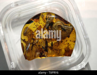 (190514) - Nanjing, 14. Mai 2019 (Xinhua) - Foto am 14 Mai, 2019 zeigt die erste bekannte Gelbe Ummantelung einer alten Meer Tier namens ammoniter an der Nanjing Institut für Geologie und Paläontologie der Chinesischen Akademie der Wissenschaften (NIGPAS) in Nanjing in der chinesischen Provinz Jiangsu. Eine internationale Gruppe von chinesischen Wissenschaftlern identifiziert die erste bekannte Gelbe Ummantelung einer alten Meer Tier ammoniter vor etwa 100 Millionen Jahren genannt. Die Studie am Montag in den Proceedings der Nationalen Akademie der Wissenschaften veröffentlicht beschrieb die 6,08 Gramm Bernstein, die ist 33 mm lang, 9,5 mm wid Stockfoto