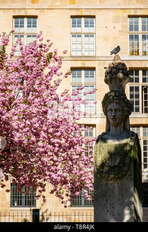 Frankreich, Paris, Viertel Saint Germain des Pres, Gabriel Perne Square im Frühjahr mit Kirschblüten Stockfoto