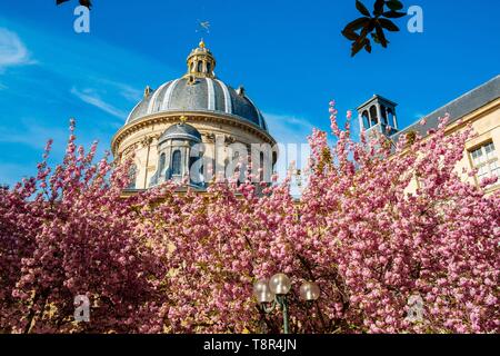 Frankreich, Paris, Viertel Saint Germain des Pres, Gabriel Perne Square im Frühjahr mit Kirschblüten Stockfoto