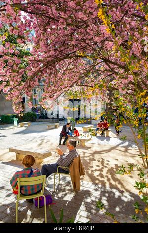 Frankreich, Paris, Viertel Saint Germain des Pres, Gabriel Perne Square im Frühjahr mit Kirschblüten Stockfoto