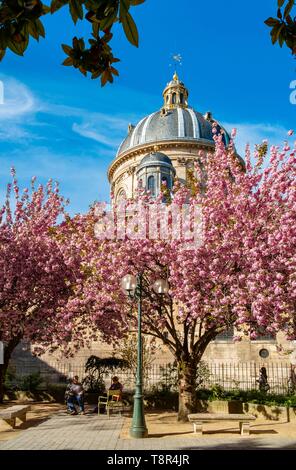 Frankreich, Paris, Viertel Saint Germain des Pres, Gabriel Perne Square im Frühjahr mit Kirschblüten Stockfoto