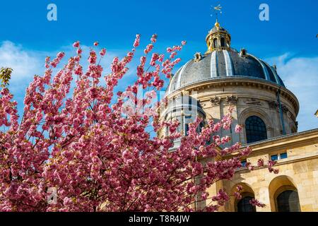 Frankreich, Paris, Viertel Saint Germain des Pres, Gabriel Perne Square im Frühjahr mit Kirschblüten Stockfoto