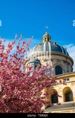 Frankreich, Paris, Viertel Saint Germain des Pres, Gabriel Perne Square im Frühjahr mit Kirschblüten Stockfoto