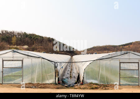 Vinyl Gewächshaus, landwirtschaftlichen Betrieb im Land Stockfoto