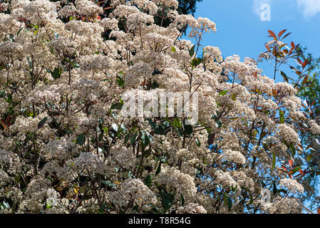 Photinia fraseri Red Robin, Weihnachten berry Red Robin. Cremige weiße Blüten im Frühling. Stockfoto