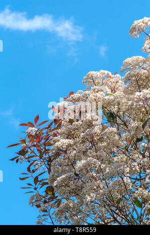 Photinia fraseri Red Robin, Weihnachten berry Red Robin. Cremige weiße Blüten im Frühling. Stockfoto