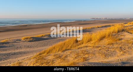 Frankreich, Somme, Bucht von Authie, Mers, die Dünen von Marquenterre, südlich von der Bucht von Authie, Berck-sur-Mer im Hintergrund Stockfoto