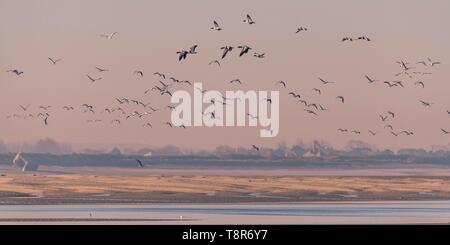 Frankreich, Somme, Baie de Somme, Naturpark der Baie de Somme, Le Crotoy, Passage der Gemeinsamen Brandgänse (Tadorna tadorna) vis-a-vis des Cayeux-sur-Mer im Naturschutzgebiet Stockfoto