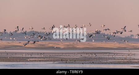 Frankreich, Somme, Baie de Somme, Naturpark der Baie de Somme, Le Crotoy, Passage der Gemeinsamen Brandgänse (Tadorna tadorna) vis-a-vis des Cayeux-sur-Mer im Naturschutzgebiet Stockfoto