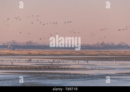 Frankreich, Somme, Baie de Somme, Naturpark der Baie de Somme, Le Crotoy, Passage der Gemeinsamen Brandgänse (Tadorna tadorna) vis-a-vis des Cayeux-sur-Mer im Naturschutzgebiet Stockfoto