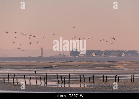 Frankreich, Somme, Baie de Somme, Naturpark der Baie de Somme, Le Crotoy, Passage der Gemeinsamen Brandgänse (Tadorna tadorna) vis-a-vis des Cayeux-sur-Mer im Naturschutzgebiet Stockfoto