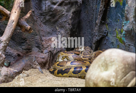 Indian Rock python (Python molurus molurus) im Zoo von Barcelona. Stockfoto