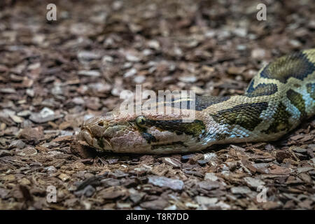Indian Rock python (Python molurus molurus) im Zoo von Barcelona. Stockfoto