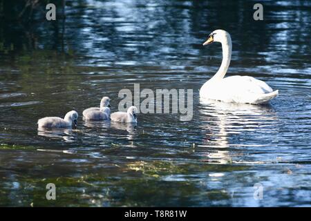 Eine Mutter weiß Höckerschwan (Cygnus olor) neigt dazu, Ihre frisch geschlüpfte Cygnets. Foots Cray Wiesen, Sidcup, Kent Stockfoto