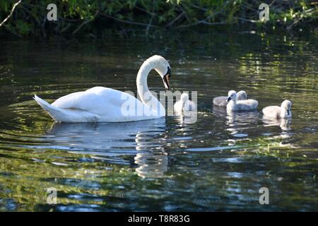 Eine Mutter weiß Höckerschwan (Cygnus olor) neigt dazu, Ihre frisch geschlüpfte Cygnets. Foots Cray Wiesen, Sidcup, Kent Stockfoto