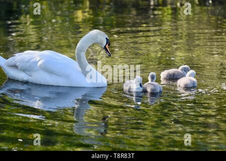 Eine Mutter weiß Höckerschwan (Cygnus olor) tendenziell ihre frisch geschlüpfte Cygnets. Foots Cray Wiesen, Sidcup, Kent Stockfoto