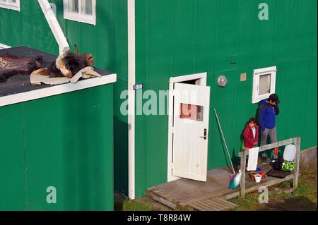 Grönland, Westküste, Baffin Bay, Upernavik, Moschus Ochsen Kopf vor kurzem gejagt Trocknen auf einem Dach Stockfoto